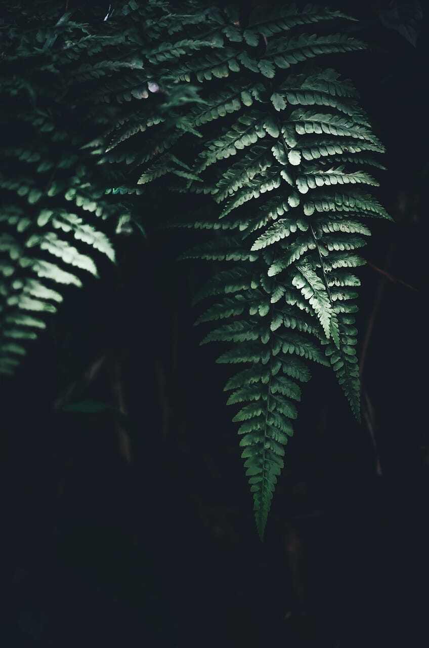 leaf-5096502_1280